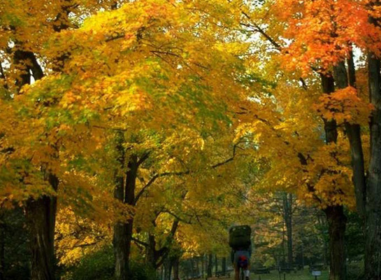 Foret De La Charnie