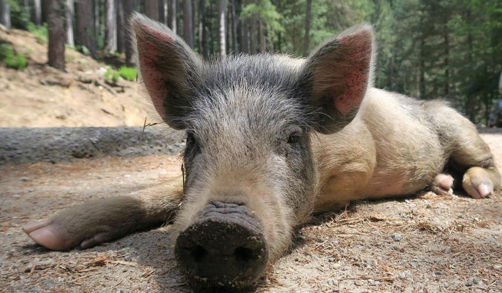 Cochon Porc Salaisons